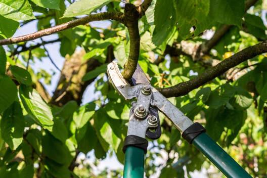 Trimmer Cutting Tree Branch